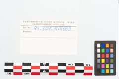 Etikett zu Eisenkonvolut (NHMW-PRAE-094301)